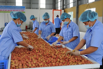 Xuất khẩu lô vải thiều đạt chuẩn đầu tiên đi châu Âu theo Hiệp định EVFTA 