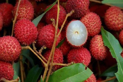 Thúc đẩy tiêu thụ vải thiều trong bối cảnh dịch Covid-19