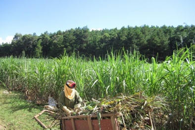 Chính thức áp dụng thuế chống bán phá giá với đường có xuất xứ từ Thái Lan 