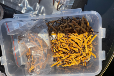 Triệt phá cơ sở livestream bán đông trùng hạ thảo không rõ nguồn gốc lớn nhất từ trước tới nay