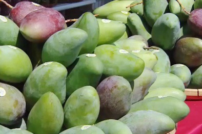 25 tấn xoài Sơn La đầu tiên được xuất sang Australia