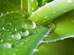 Quan ngại với dự thảo liên quan đến thực vật chứa dẫn xuất hydroxyanthracene 