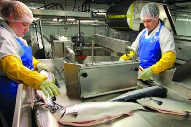 Cảnh báo: Giả mạo doanh nghiệp Na Uy lừa đảo đối tác nước ngoài