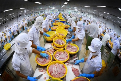 Tháo gỡ khó khăn, cải thiện xuất khẩu cá tra sang thị trường EU