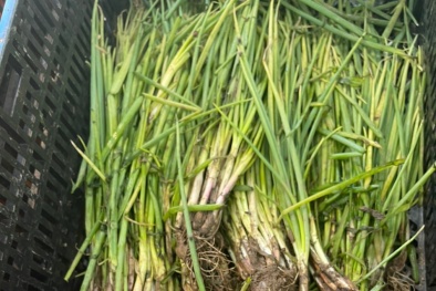 QLTT kiểm tra hoạt động kinh doanh các Cửa hàng Bách Hóa Xanh tại TP.HCM