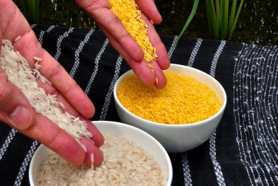 Philippines cho phép sản xuất thương mại 'gạo vàng' biến đổi gene