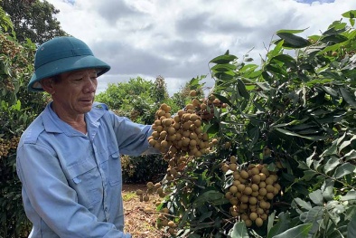 Nhãn Sơn La chính thức xuất khẩu sang thị trường châu Âu và Vương quốc Anh