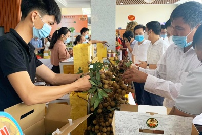Nhãn lồng Hưng Yên chính thức được xuất khẩu sang thị trường Singapore