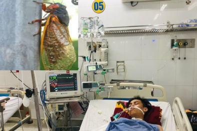 Cảnh báo- Mùa hè tránh bắt ve sầu về 'nhậu' vì nguy cơ sốc phản vệ, tử vong