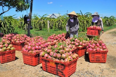 Tìm lời giải cho bài toán 'đầu ra' của hàng nông sản, thực phẩm Việt Nam
