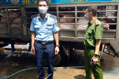 Liên tiếp xử lý nhiều vụ vi phạm vận chuyển lợn không giấy kiểm dịch, mắc dịch tả 