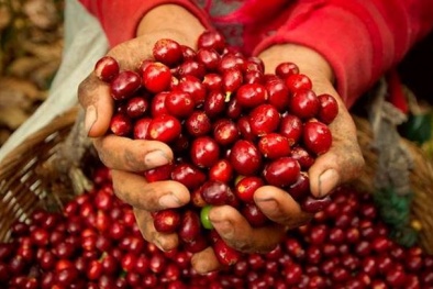 Giá cà phê thế giới giảm mạnh vì Covid-19, thị trường Việt Nam ổn định