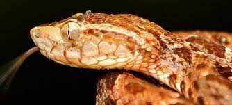 Nghiên cứu mới: Băng keo y tế làm từ nọc rắn giúp cầm máu nhanh