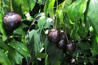 Cảnh báo nguy cơ ngộ độc gây tử vong do ăn quả hồng châu