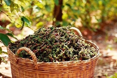 Dù ảnh hưởng dịch bệnh, giá hạt tiêu trong nước vẫn tăng
