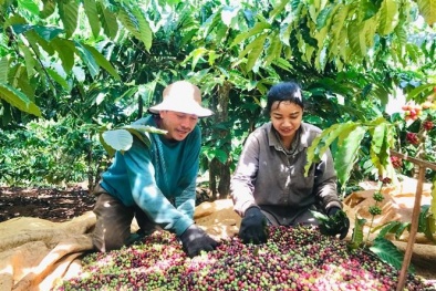 Tiềm năng xuất khẩu nông sản Việt sang các thị trường mới 
