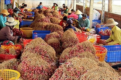 Tháo gỡ khó khăn cho lưu thông và tiêu thụ nông sản tại các tỉnh thành phía Nam