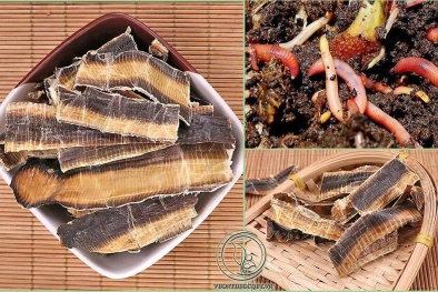 Cảnh báo bài thuốc điều trị Covid - 19 bằng giun đất là tin đồn thất thiệt