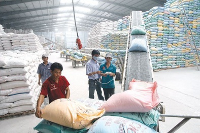 Tháo gỡ khó khăn, đẩy mạnh xuất khẩu gạo những tháng cuối năm
