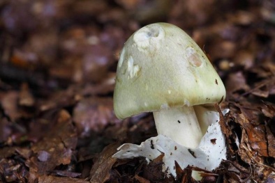 Nấm cực độc người tiêu dùng cần biết để tránh