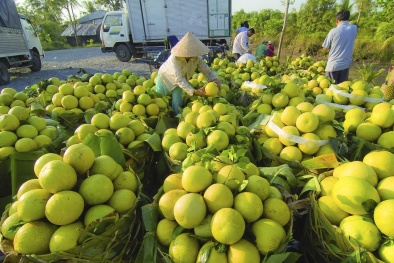 Xây dựng, hoàn thiện chuỗi cung ứng ngắn cho nông sản, thực phẩm tại Việt Nam