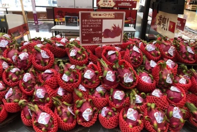 Nhà nhập khẩu nước ngoài quan tâm phát triển nguồn cung thanh long chất lượng cao từ Việt Nam