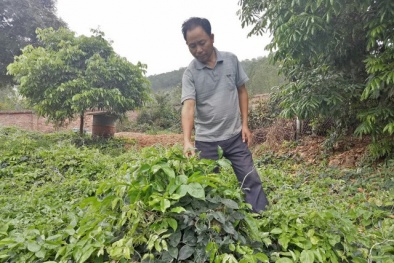 Sâm nam núi Dành được cấp chứng nhận đăng ký chỉ dẫn địa lý