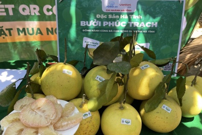 Hà Tĩnh thúc đẩy tiêu thụ bưởi Phúc Trạch trên sàn thương mại điện tử