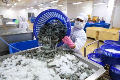 Dự báo xuất khẩu thuỷ sản tiếp tục giảm trong tháng 9 do ảnh hưởng dịch Covid-19
