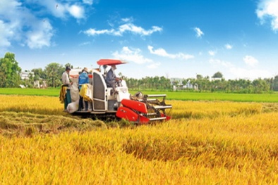 Tháo gỡ khó khăn, hỗ trợ ĐBSCL thu hoạch, tiêu thụ 2,4 triệu tấn lúa trong dịch