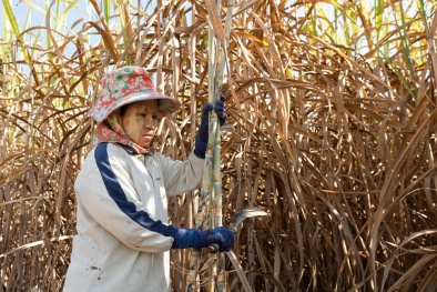 Bộ Công Thương chính thức vào cuộc điều tra đường mía Thái Lan lẩn tránh thuế để vào Việt Nam