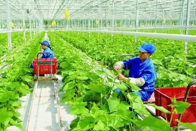 Kinh tế Thủ đô 8 tháng – Nỗ lực vượt khó