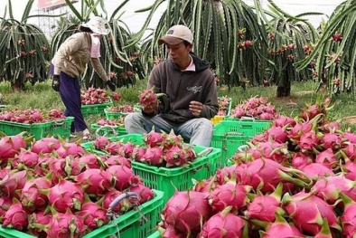 Thanh long Hải Dương đã có giấy thông hành xuất khẩu sang Australia