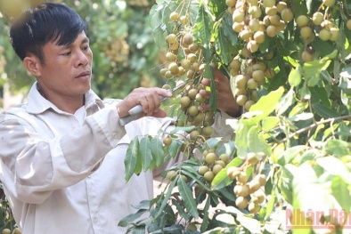 Hà Nội: Nhãn chín muộn được mùa nhưng mất giá