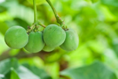 Nga phát triển công nghệ phát hiện chất độc Thiabendazole trong trái cây