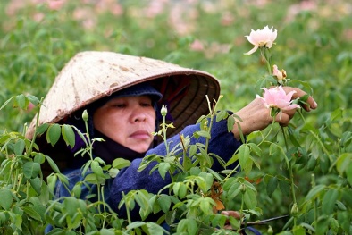 Nông dân làng hoa Tây Tựu: Bỏ thì tiếc mà chăm sóc thì mất công