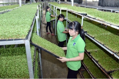 Tăng cường sử dụng phân bón hữu cơ, nâng cao chất lượng nông sản 