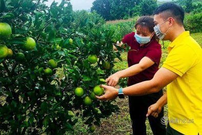 Cam Cao Phong sẽ tới tay người tiêu dùng bằng kênh sàn thương mại điện tử 