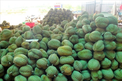 Hàng chục ngàn tấn bơ và sầu riêng của tỉnh Đắk Lắk cần tiêu thụ gấp