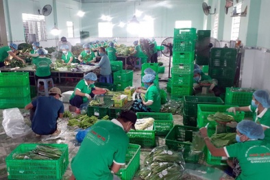 Kết nối hỗ trợ nông dân tiêu thụ nông sản, cung ứng cho người dân TP.HCM