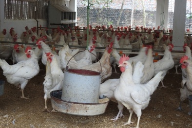 Giá gà lông trắng giảm sâu, tồn kho hàng chục triệu con: Giải pháp nào để tháo gỡ?