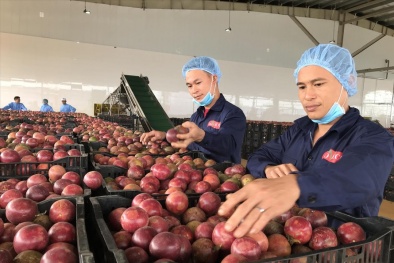 Tìm đầu ra cho hàng nghìn tấn nông sản Vĩnh Long