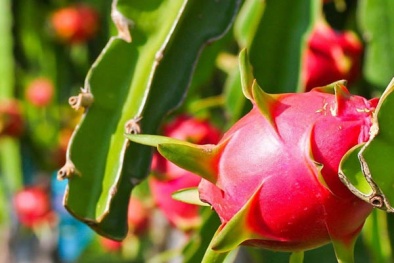 Trung Quốc dừng nhập khẩu thanh long tại Cầu phao tạm Đông Hưng: DN chủ động thay đổi điểm giao hàng phù hợp