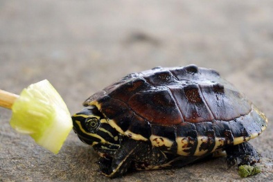 Cảnh báo nguy cơ nhiễm khuẩn nguy hiểm từ trào lưu nuôi rùa cảnh 