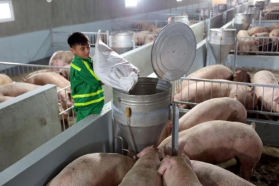 Nhiều doanh nghiệp chăn nuôi không ngừng mở rộng mô hình 3F