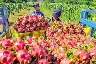 Thanh long sẽ được xuất khẩu trở lại sang Trung Quốc từ 23h ngày 22/9