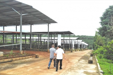 Vì sao hàng loạt doanh nghiệp điện mặt trời nộp đơn kiến nghị lên các cơ quan chức năng?