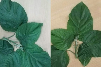 Cảnh báo: Dùng lá lộc mại chữa táo bón, nguy cơ ngộ độc nặng 