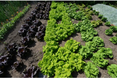 Công nghệ mới: Biến rau diếp thành 'nhà máy sản xuất' vắc-xin có thể ăn được