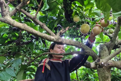 Hợp tác, kết nối nâng cao thương hiệu nông sản Tây Nguyên 